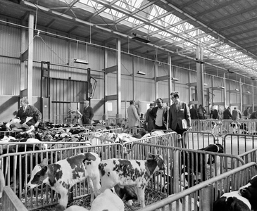 855730 Interieur van de veemarkthallen (Sartreweg 1) met een groepje Nederlandse veehouders met buitenlandse gasten bij ...